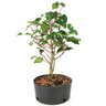 pre_bonsai_pitanga_5_anos_36_cm_12206_4_3fd546736e7e23bc00943fcc861000f9