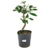 pre_bonsai_araca_vermelho_4_anos_38_cm_12254_1_153a5fc50a57560921412a613d1f93af