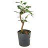 pre_bonsai_araca_vermelho_4_anos_38_cm_12254_2_851949486f2252ab2e86e44be76ed905