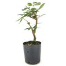 pre_bonsai_araca_vermelho_4_anos_38_cm_12254_4_dbab9d6c7e2d506ed5f2a710c70d79d3