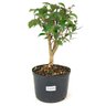 pre_bonsai_pitanga_4_anos_30_cm_12282_1_73a752178ff997a91202d70c3015449c