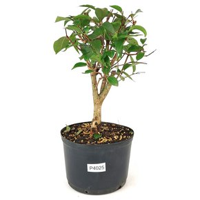 pre_bonsai_pitanga_4_anos_30_cm_12282_1_73a752178ff997a91202d70c3015449c