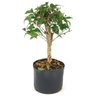 pre_bonsai_pitanga_4_anos_30_cm_12282_2_a7e0604b0f5cd826d6bde791150e00aa