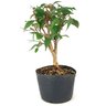 pre_bonsai_pitanga_4_anos_30_cm_12282_3_198c540618053cfc100d95afda7fd2d1