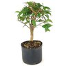 pre_bonsai_pitanga_4_anos_30_cm_12282_4_b7fc40fc0ec4c528f3ecb80612c48f6f