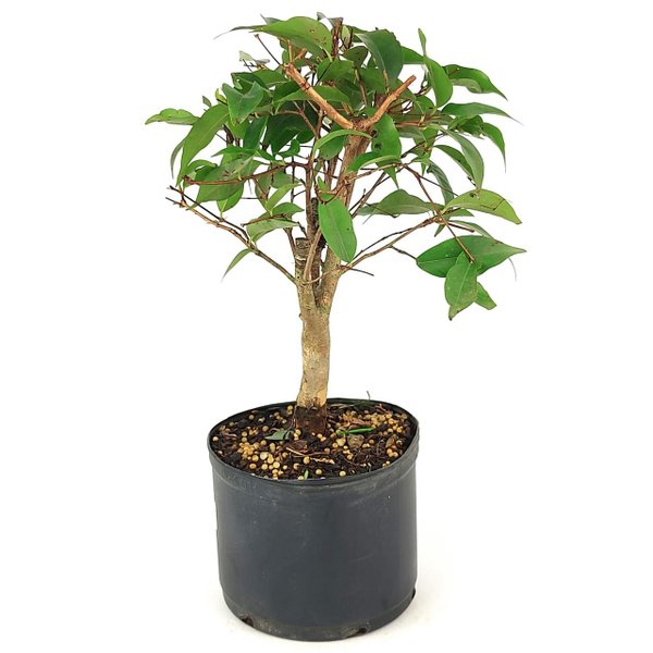 pre_bonsai_pitanga_4_anos_30_cm_12282_4_b7fc40fc0ec4c528f3ecb80612c48f6f