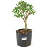 pre_bonsai_serissa_chinesa_2_anos_29_cm_12286_1_9c6ba16cd4bf2b8f9aed5b363222817c