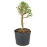 pre_bonsai_serissa_chinesa_2_anos_29_cm_12286_2_8f0b68fbf93f85549dcbdbdc7cbf031c