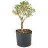 pre_bonsai_serissa_chinesa_2_anos_29_cm_12286_3_51b17d269387fc33fbfdb4a5202fcfab