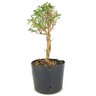 pre_bonsai_serissa_chinesa_2_anos_29_cm_12286_4_677e509d5feb74cf67871b9f5b15bca7