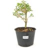 pre_bonsai_serissa_chinesa_2_anos_26_cm_12302_1_88f18ebcb9d25b589fbab0199c1cbedd