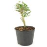 pre_bonsai_serissa_chinesa_2_anos_26_cm_12302_2_6c46b945484c2b6a5ed2779ccd826af9