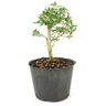 pre_bonsai_serissa_chinesa_2_anos_26_cm_12302_3_4dfb494edde7683a889b3ea21f413307