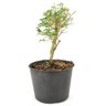 pre_bonsai_serissa_chinesa_2_anos_26_cm_12302_4_20dd1adf6e405462fd48de771de1948d