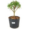 pre_bonsai_serissa_chinesa_3_anos_26_cm_12306_1_5e8f46796d91ba9adbb02feaa2a09099