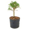 pre_bonsai_serissa_chinesa_3_anos_26_cm_12306_2_32a3809e37fb717b0ffd094f91b58be1