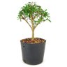 pre_bonsai_serissa_chinesa_3_anos_26_cm_12306_3_2c3cc6c869ab751a9f30d6c5862c504c