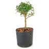pre_bonsai_serissa_chinesa_3_anos_26_cm_12306_4_ba79bb23a2688f6774e24b035dc8e51c