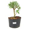 pre_bonsai_serissa_chinesa_3_anos_25_cm_12308_1_f73036d2ed8a03a8c454ef285bf6a86d