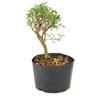 pre_bonsai_serissa_chinesa_3_anos_25_cm_12308_2_13725c6d0d9ce7dece4ddbd48cc228ef