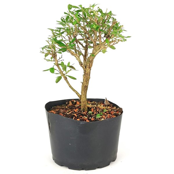 pre_bonsai_serissa_chinesa_3_anos_25_cm_12308_3_130cf8cf87dcc902fc7635f87ba34d3a