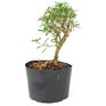 pre_bonsai_serissa_chinesa_3_anos_25_cm_12308_4_d76cd96733025be62dce6ec54b23c450
