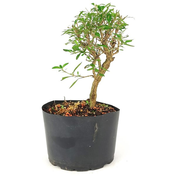 pre_bonsai_serissa_chinesa_3_anos_25_cm_12308_4_d76cd96733025be62dce6ec54b23c450