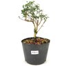 pre_bonsai_serissa_rosa_2_anos_26_cm_12312_1_ce47d6f149da56ed7baff25de3f1ebb5
