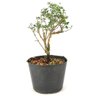 pre_bonsai_serissa_rosa_2_anos_26_cm_12312_3_bee98ef8bdad930688bf3800199f70be