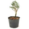 pre_bonsai_serissa_rosa_2_anos_26_cm_12312_4_94dd522c344197c8ef1a45d8e7546866