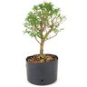 pre_bonsai_serissa_chinesa_2_anos_25_cm_12324_2_cf6d7e95d538a8da3be07ca7ed28ae9f
