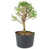 pre_bonsai_serissa_chinesa_2_anos_25_cm_12324_3_26ab81a4c570ddd76764fde46894d72b