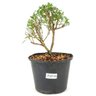 pre_bonsai_serissa_chinesa_2_anos_25_cm_12326_1_d72ee7cd288fa355ce6e9012e2407deb