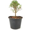 pre_bonsai_serissa_chinesa_2_anos_25_cm_12326_2_2807280ca9f812c85251f5f0cdc02c34