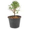 pre_bonsai_serissa_chinesa_2_anos_25_cm_12326_3_57e0804caf0538dd39826c2b69bdcc62