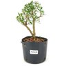 pre_bonsai_serissa_chinesa_2_anos_24_cm_12330_1_f92844742dc7721a2dac615334d7426a