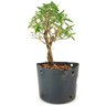 pre_bonsai_serissa_chinesa_2_anos_24_cm_12330_2_26701c8283d4708fff05a99da35bf6fa