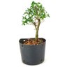 pre_bonsai_serissa_chinesa_2_anos_24_cm_12330_3_527ddc79cb475c5be4739e5d38968678
