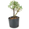 pre_bonsai_serissa_chinesa_2_anos_24_cm_12330_4_62db500851196a5b06767a7d79dd722b