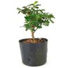 pre_bonsai_carmona_2_anos_22_cm_12340_2_704394961ecb1282ee7b0ef634b2611b