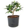 pre_bonsai_carmona_2_anos_22_cm_12340_3_2812353eae360d769beef73455767539