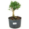 copia_pre_bonsai_buxus_harlandi_3_anos_22_cm_12346_1_4ad295c10ab2f69f86c669f9391ec4e0