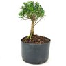copia_pre_bonsai_buxus_harlandi_3_anos_22_cm_12346_2_d33a093ed8c4799b6516eafd194146ee