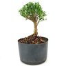 copia_pre_bonsai_buxus_harlandi_3_anos_22_cm_12346_3_7b8b09b5733a1cd22a48655e0d451417