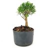 copia_pre_bonsai_buxus_harlandi_3_anos_22_cm_12346_4_fab48e9e8c3714e767670d680d5b63ba