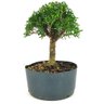 pre_bonsai_buxus_harlandi_6_anos_28_cm_12368_3_dc3ef54924e0a8573dbe11ef616e7aa6