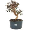 pre_bonsai_loropetalum_rubrum_14_anos_44_cm_12376_1_1cfec07e5824424b651c0ea0b51b03ab