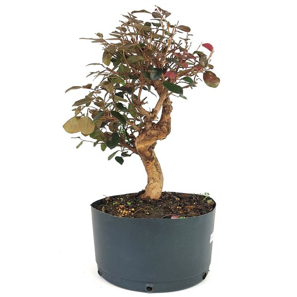 pre_bonsai_loropetalum_rubrum_14_anos_44_cm_12376_2_c19e7d0031b1dd924d39f0e95a89c43c