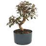 pre_bonsai_loropetalum_rubrum_14_anos_44_cm_12376_3_665249fd8992dcfdfe5f70f26fc4214e