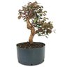 pre_bonsai_loropetalum_rubrum_14_anos_44_cm_12376_4_fae47989f141d81ccb0c4e7e165110f4